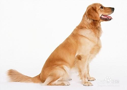 引起狗狗胃腸道不舒服的原因有哪些？應該怎麼辦