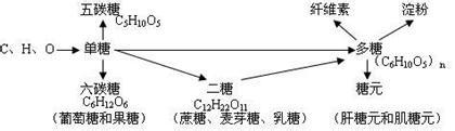 如何巧妙複習高三生物糖知識