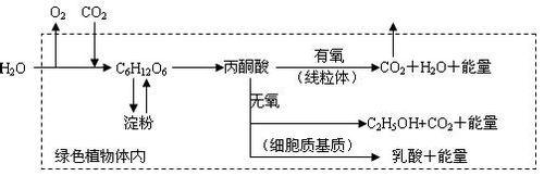 如何巧妙複習高三生物糖知識