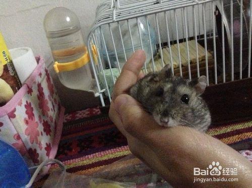 怎樣飼養倉鼠-如何挑選小寵水壺/飲水器注意事項