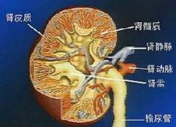 多巴胺的臨床適應症是什麼？