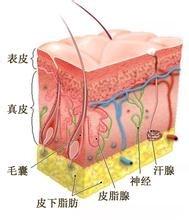 美容護膚--護膚小知識