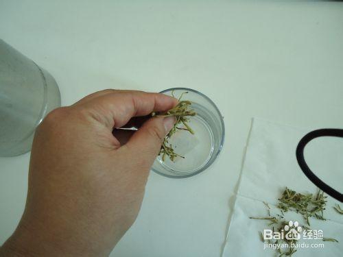 自已動手泡一杯金銀花茶