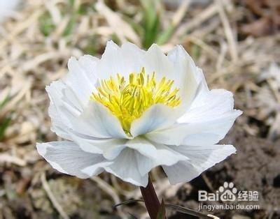 花草養女人，來聽李時珍說