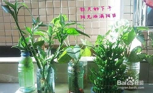 礦泉水瓶變廢為寶