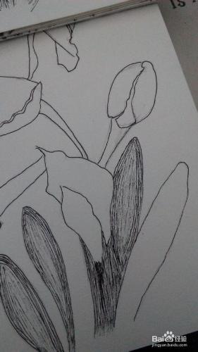簡單繪畫（1）之水仙花