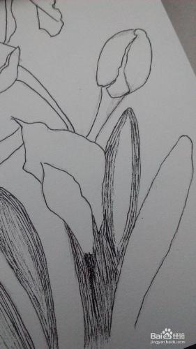 簡單繪畫（1）之水仙花