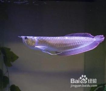 適合家養的觀賞魚