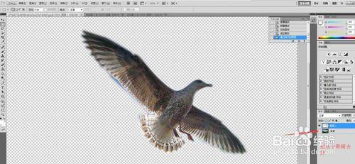 PHOTOSHOP CS5中用鋼筆摳圖