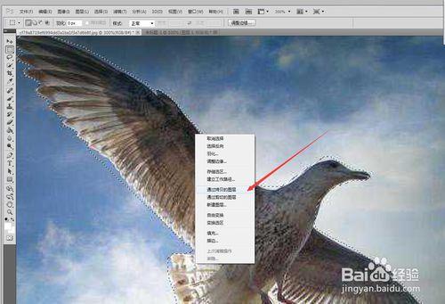 PHOTOSHOP CS5中用鋼筆摳圖