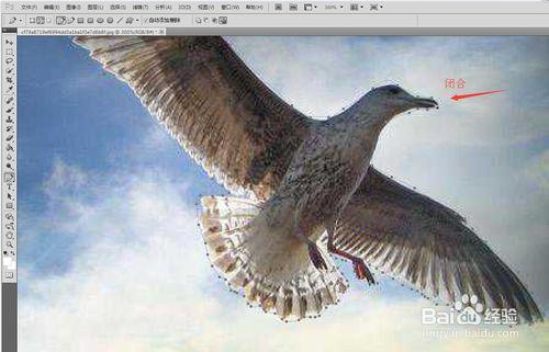 PHOTOSHOP CS5中用鋼筆摳圖