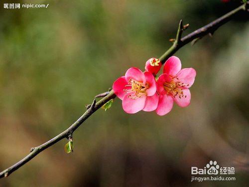 小梅花磨砂花髮夾（上）