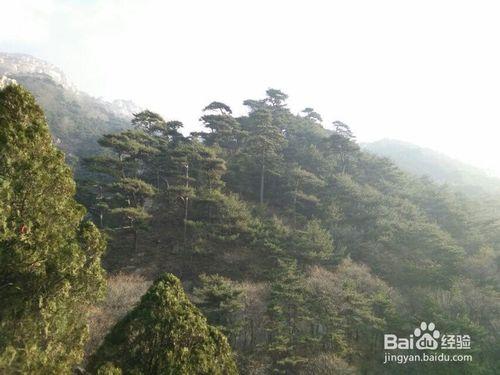 夜行，泰山，觀日出