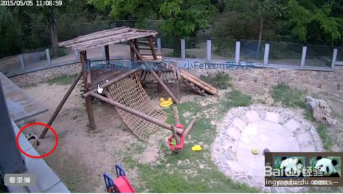 呆在家裡逛動物園---百度動物園一日遊