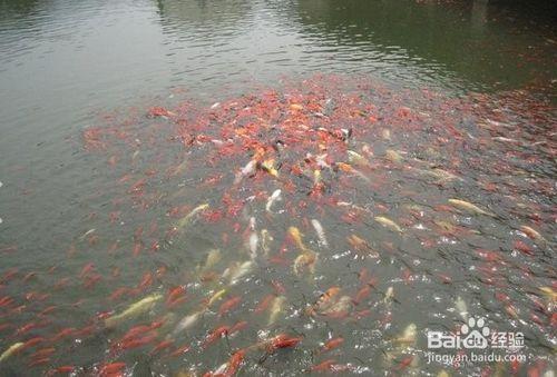 怎樣養好金魚