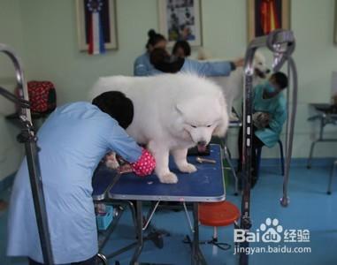 寵物美容師培訓費用多少合適