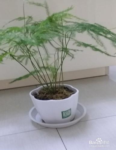 適宜放在臥室內的幾種常見綠色植物？