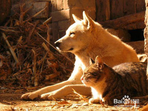 如何判斷貓狗是否有狂犬病