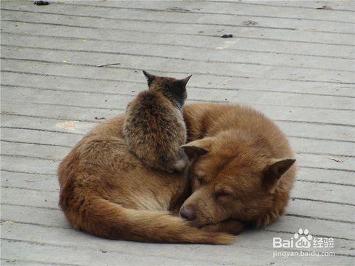 如何判斷貓狗是否有狂犬病