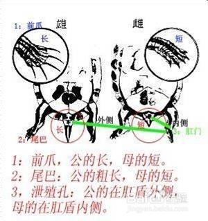 教你區分烏龜雌雄的9種最簡單方法—有圖有真相