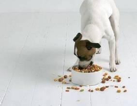 狗狗每日攝入食物的營養成分