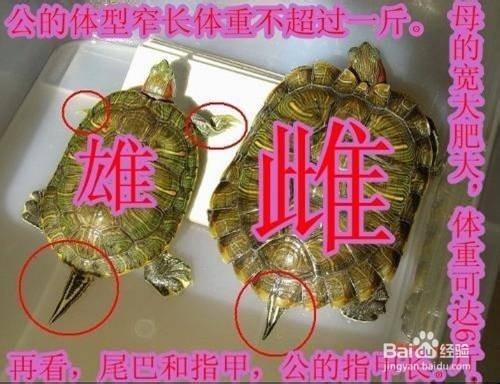 教你區分烏龜雌雄的9種最簡單方法—有圖有真相