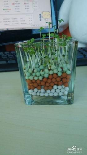 辦公室盆栽的養植方法