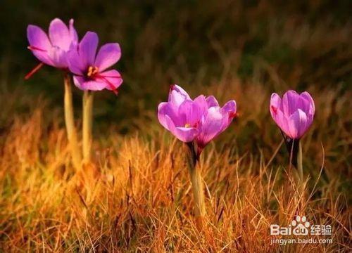 男人能喝藏紅花嗎