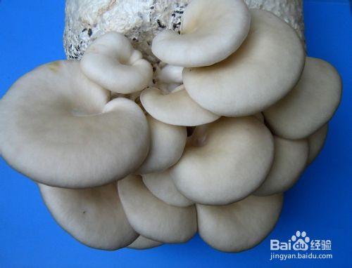 不同種類的蘑菇的營養價值及食用方法