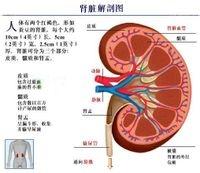 干擾素的副作用