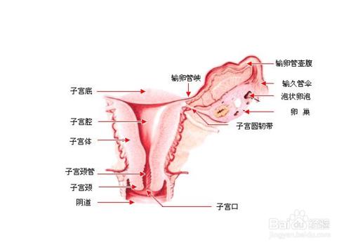 女人為何不能沒有卵巢？