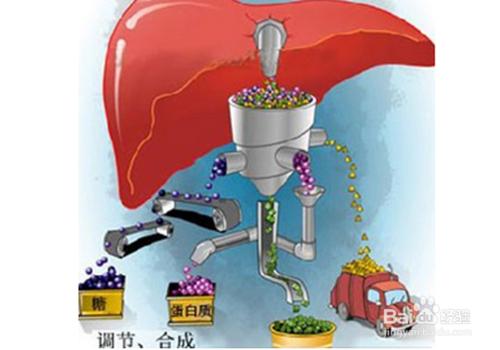 乙肝大三陽能轉陰嗎？中草藥治癒乙肝大三陽