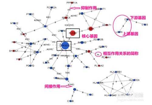 Gene-Signal-Network網絡圖的含義