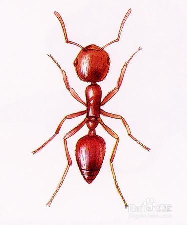 家裡有紅螞蟻怎麼辦