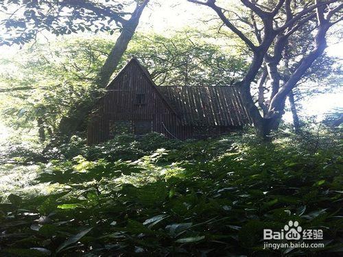 靜謐中的秀麗：杭州花圃旅遊攻略