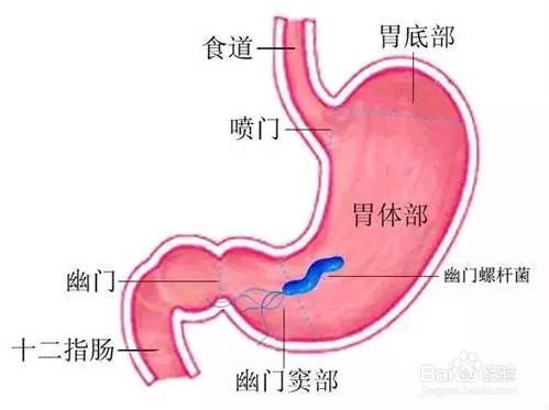 什麼作息時間能養胃？