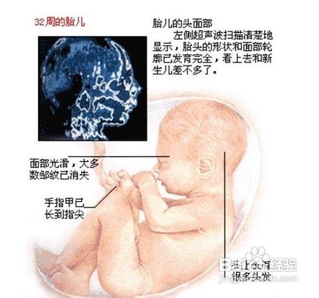 胎兒發育過程圖