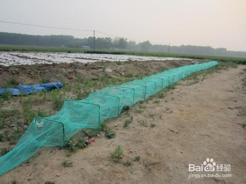 地籠怎麼撲捉更多的泥鰍