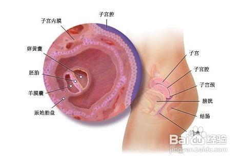 胎兒發育過程圖