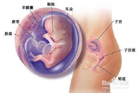 準媽媽做B超的時間