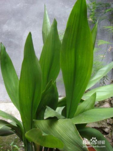 吸甲醛最好的五種植物
