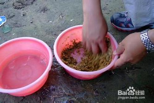 怎樣釣野生鯽魚