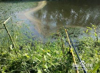 怎樣釣野生鯽魚