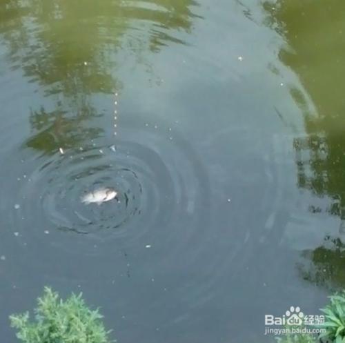 七星漂釣魚技巧：[3]漂相與提竿時機