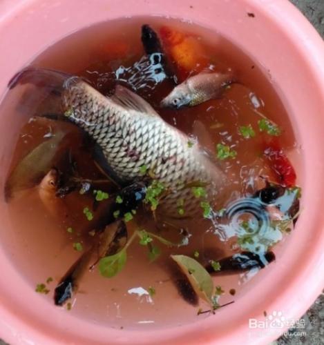 七星漂釣魚技巧：[3]漂相與提竿時機