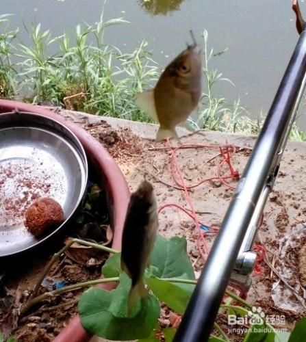 七星漂釣魚技巧：[3]漂相與提竿時機