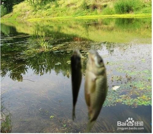 怎樣釣野生鯽魚