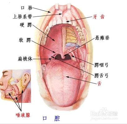 如何開展齲齒的預防