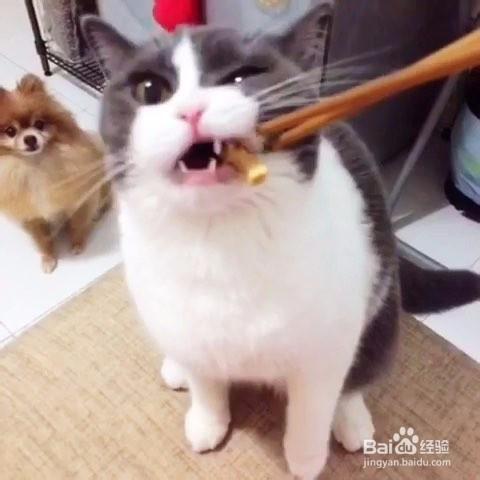 【保健小知識】貓咪吃妙鮮包拉稀拉肚子怎麼辦