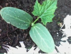 絲瓜怎麼種植